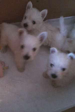 vand urgent si ieftin westie