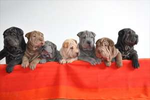 CRESCATOR VAND PUI SHAR PEI SUPERBI CULORI DIVERSE