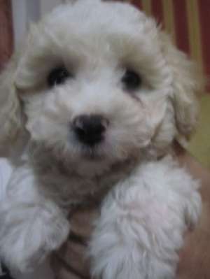vand bichon