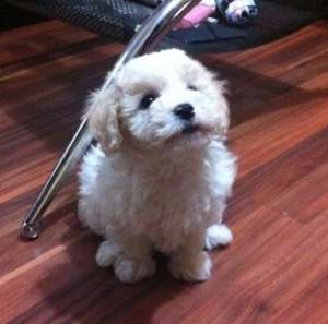 vand bichon