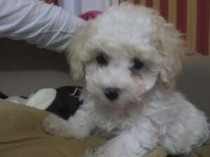 vand bichon