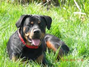 VAND PUIUTI ROTTWEILER DIN PARINTI CU PEDIGREE