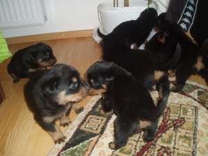 VAND PUIUTI ROTTWEILER DIN PARINTI CU PEDIGREE