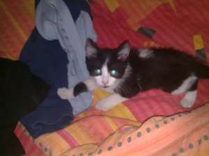 Pierdut Pisoi Puffy