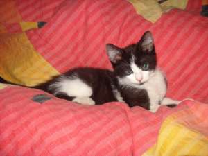 Pierdut Pisoi Puffy