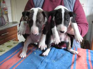 vand bullterrier