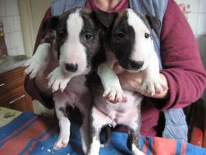 vand bullterrier