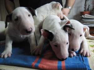 vand bullterrier