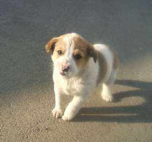 Catel tare mititel