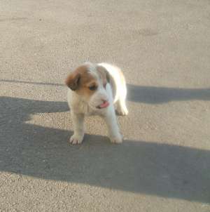 Catel tare mititel