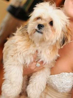 PIERDUT BICHON