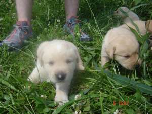 vand puiuti labrador auriu