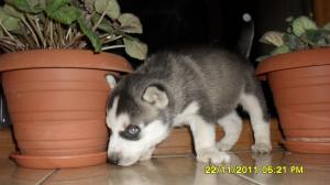 Vand pui husky