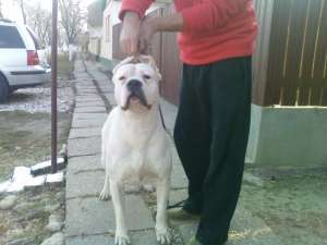 dog argentinian 9 luni este foarte mare cu pedigree