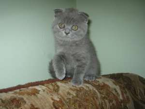 vand pisici scottish fold