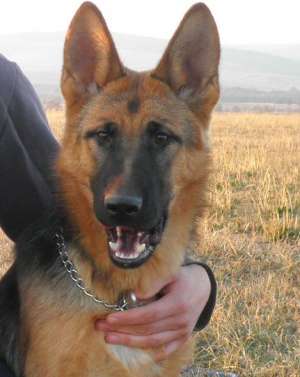 Femele ciobanesc german cu pedigree