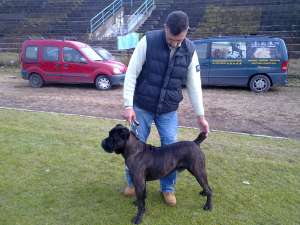 ofer mascul de cane corso cu pedigre pt monta