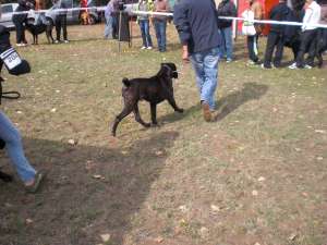ofer mascul de cane corso cu pedigre pt monta
