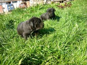 CANE CORSO  puiuti