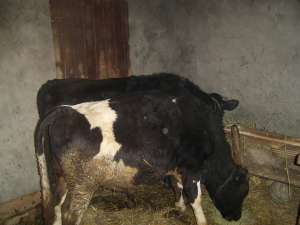 2 BUCATI TAURASI 200-250 KG