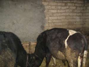 2 BUCATI TAURASI 200-250 KG