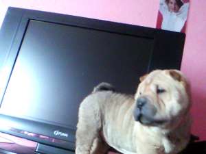 VAND CAINE SHAR-PEI