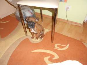 Vand pui boxer german tigrat
