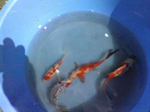 vand en-gross pesti pentru petshop