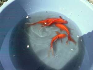 vand en-gross pesti pentru petshop
