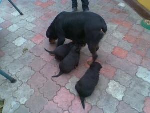 Vand Pui Rottweiler
