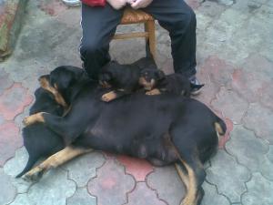 Vand Pui Rottweiler