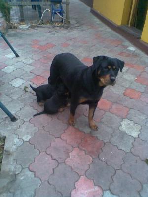 Vand Pui Rottweiler