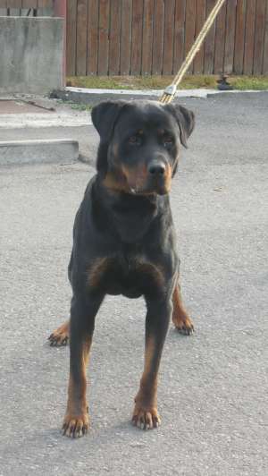 Vand rottweiler