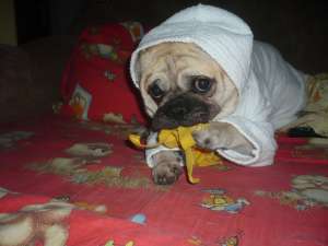 Caut femela MOPS ptr imperechere
