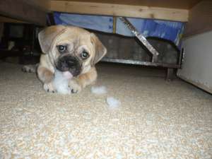 Caut femela MOPS ptr imperechere
