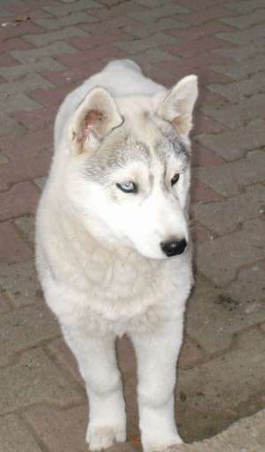 Husky Siberian