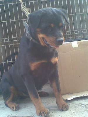 Rottweiler Super Calitate