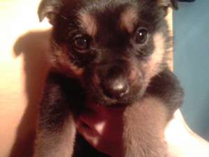 VAND PUI ROTTWEILER
