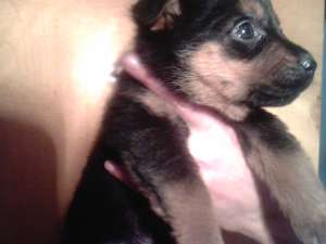 VAND PUI ROTTWEILER