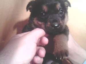 VAND PUI ROTTWEILER