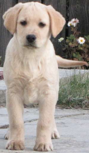 Labrador pui de vanzare
