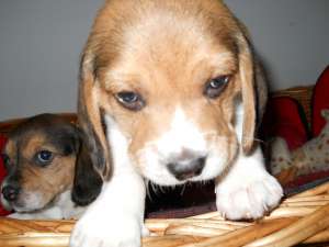 vand pui beagle