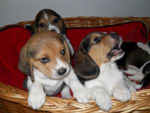 vand pui beagle