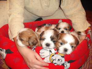 vind pui shih-tzu
