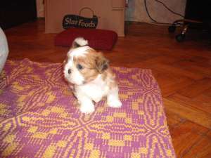 vind pui shih-tzu