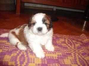 vind pui shih-tzu