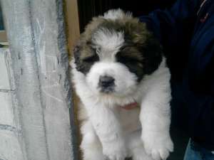 Vand pui superbi de saint bernard