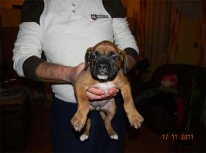 Vand pui caine Boxer