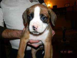 Vand pui caine Boxer