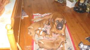 CATEI BOXER DE VANZARE